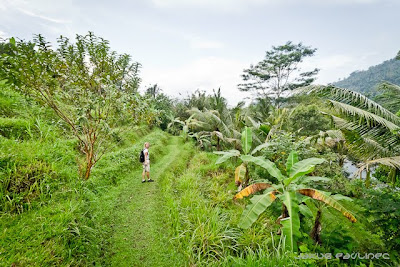 Sidemen rice terraces