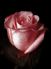 Rosa de amor
