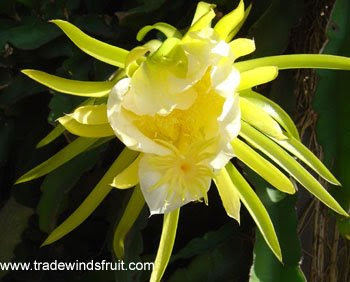 Dragon+fruit+plant+florida