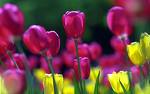 [spring+tulips.jpg]