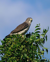 Red Tailed Hawk