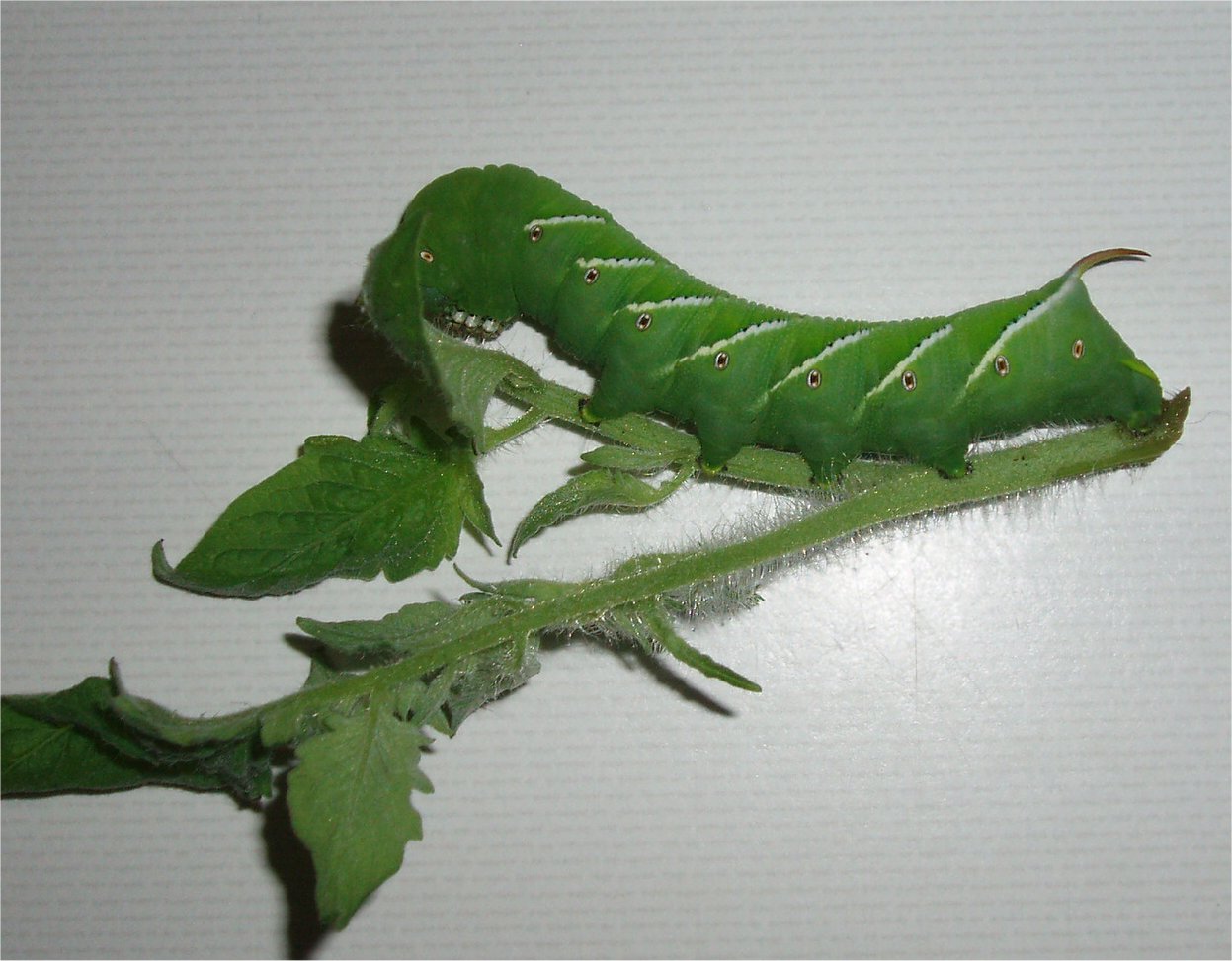 GliderGossip Feeding horn worms to sugar gliders?