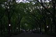 Central Park (central park trees dark)