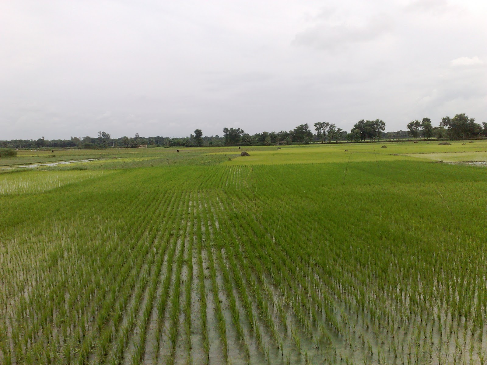 Bd Nature