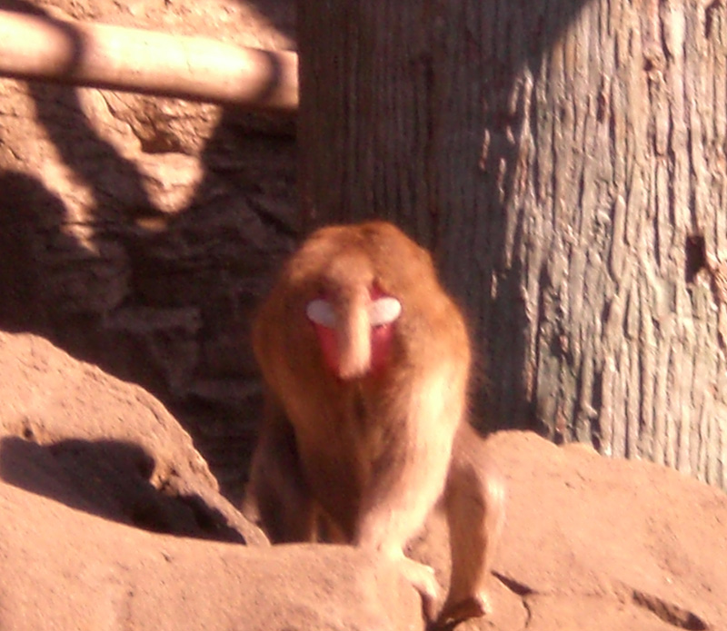 [monkeybutt.JPG]
