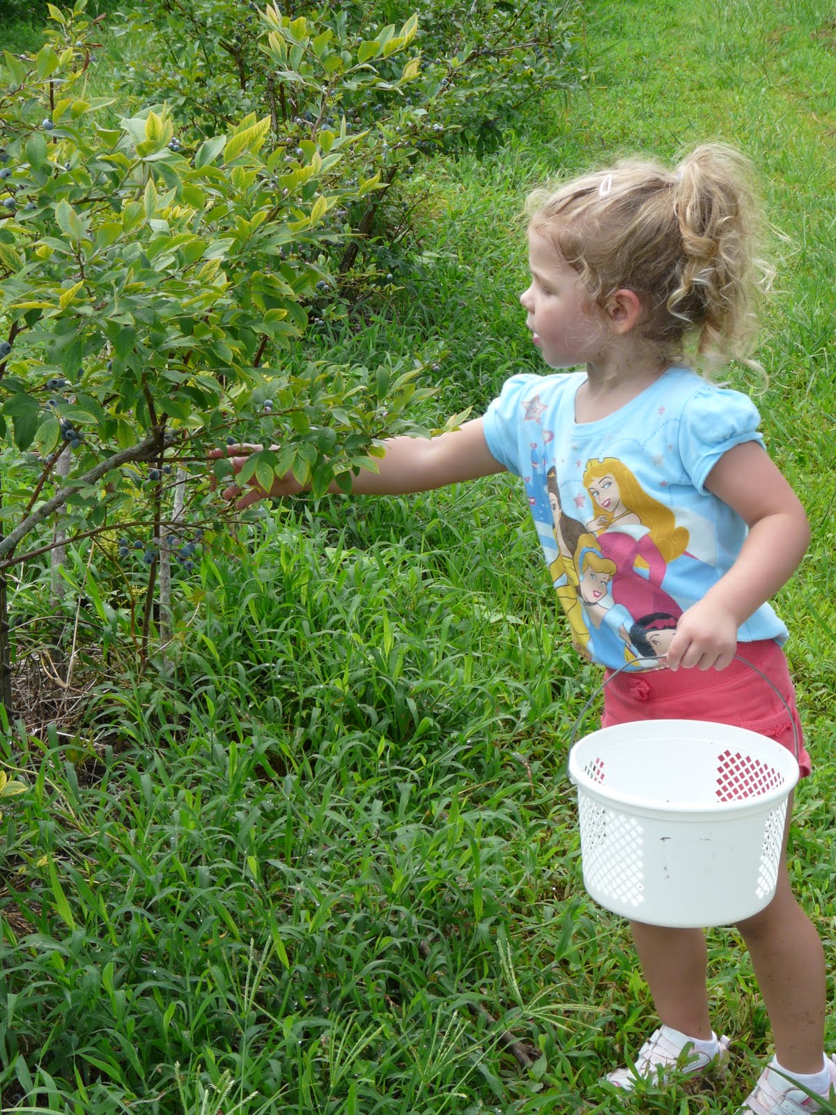 Children's Learning Activities You Pick Farms