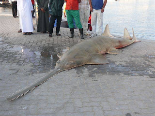 A different fish found in Saudi Arabia Image001+(1)