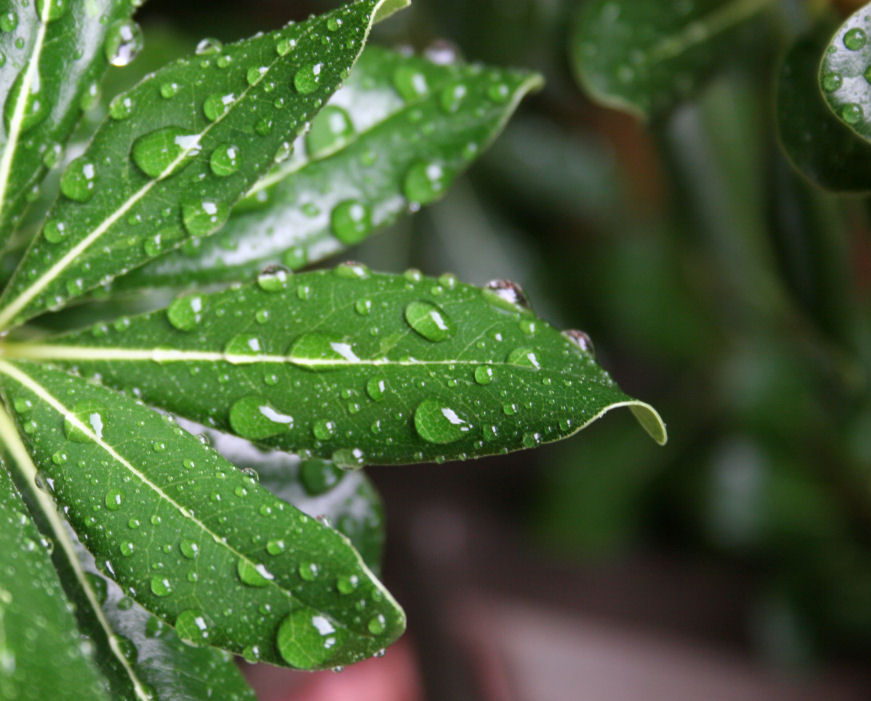 [muchneededrain2008+003c.jpg]