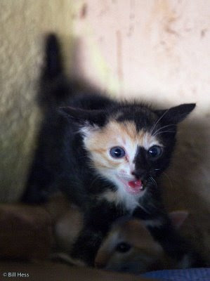 Being Frightened