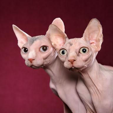 Kami Sayang Kucing Kucing Sphynx