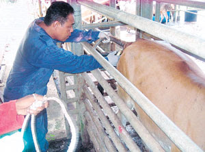 Program Ternak Lembu