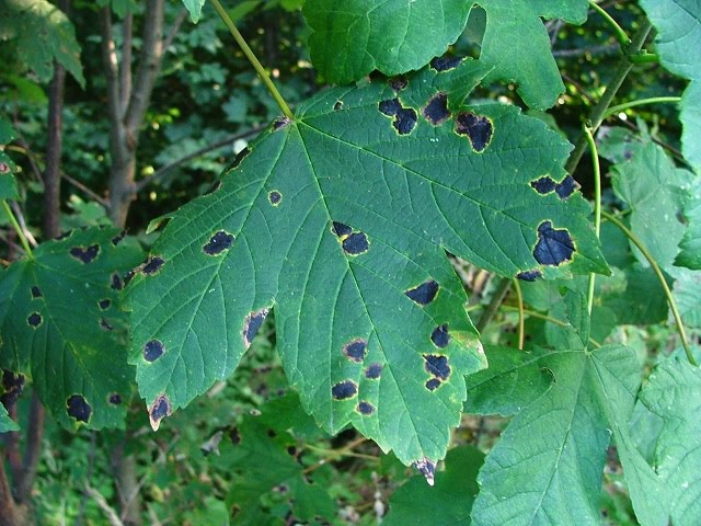 Drevokazne Houby Rhytisma Acerinum Pers Fr Svrastelka Javorova