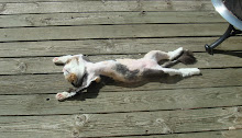 Sunbathing Kitty