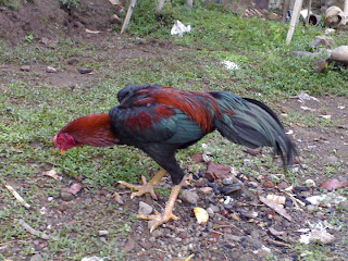 Ayam Petarung Pukul Dan Taji Ayam Petarung Pukul Dan Taji