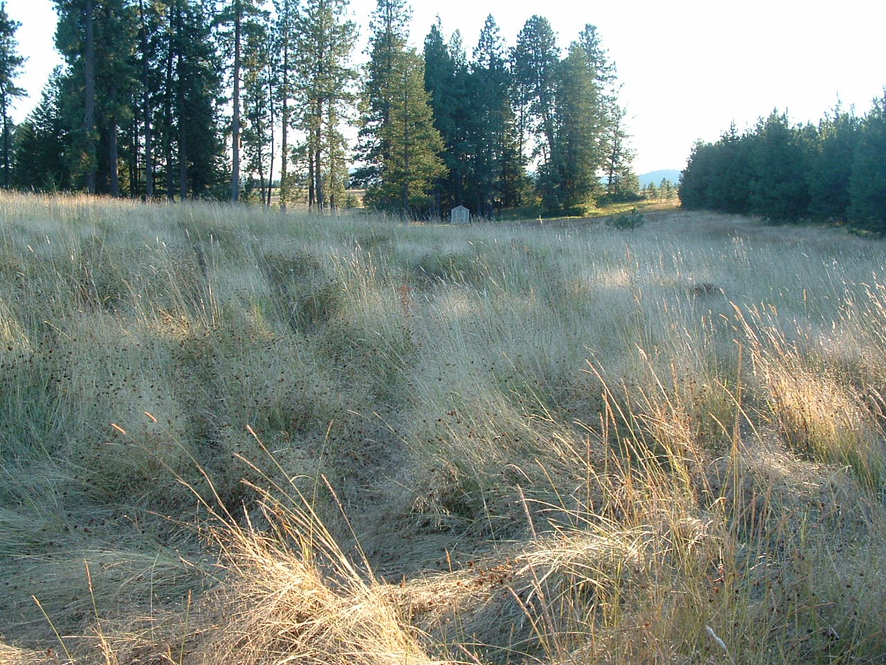 Rural Revolution Greener pastures