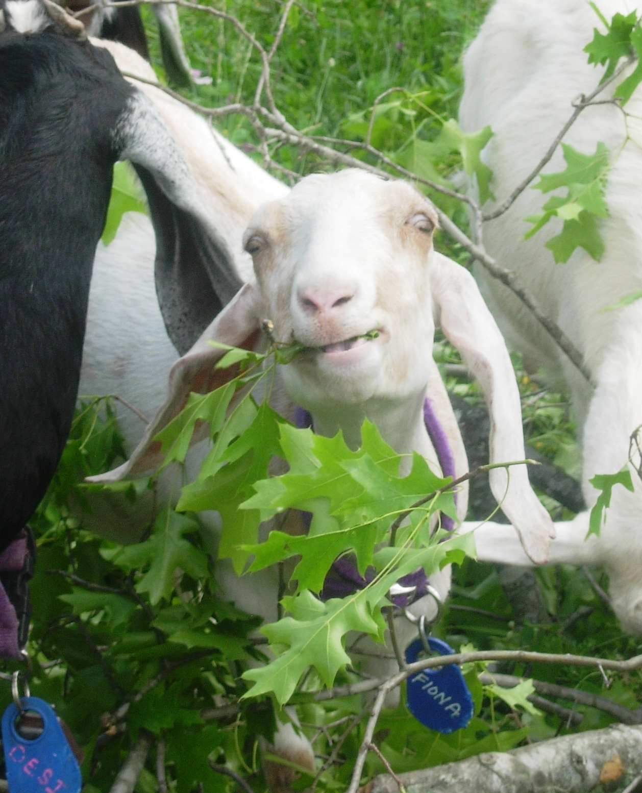 ELI5 How are goats able to eat things such as tin cans with seemingly
