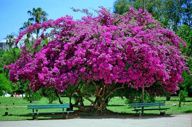download hotel flor de maria download hotel flor de maria