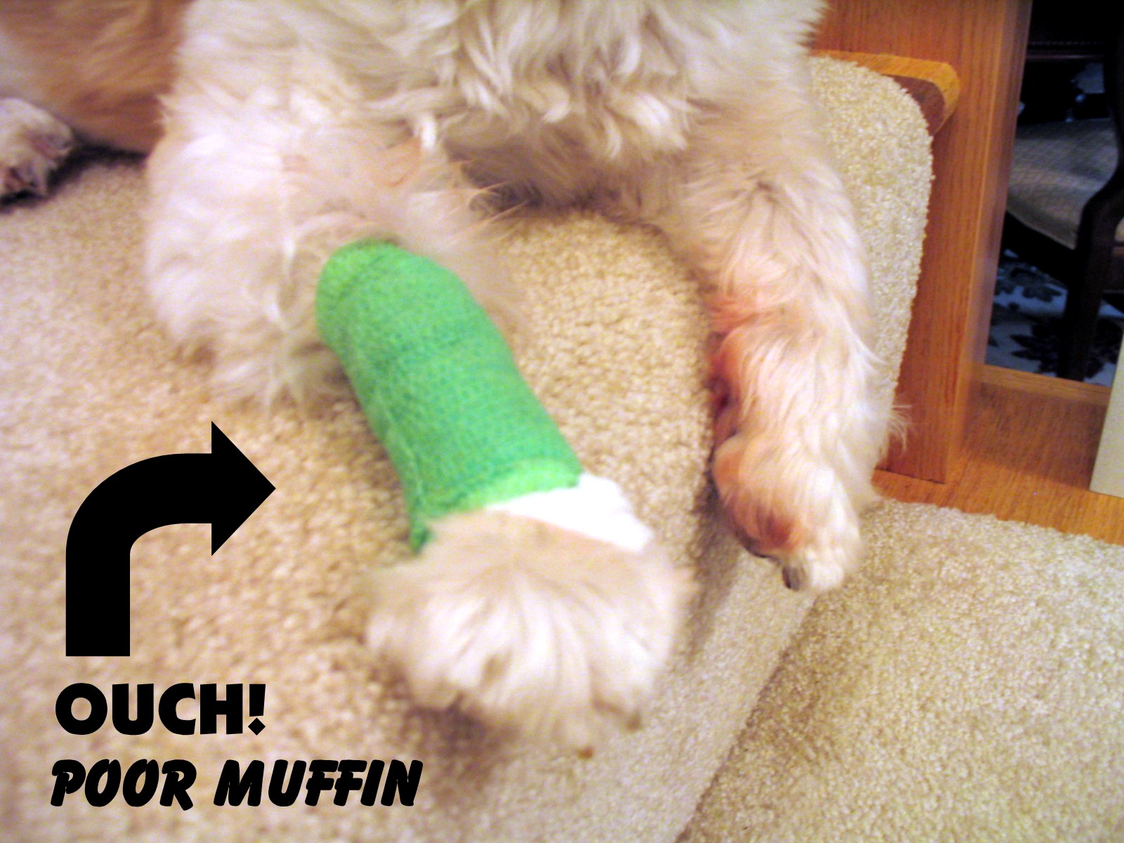 [Ouch+poor+muffin.jpg]