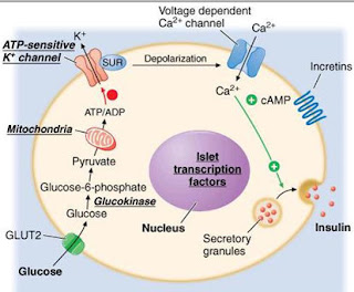 Prednisolone drops cost