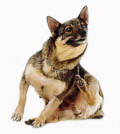 Dog Scratch