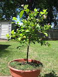our dwarf meyer lemon tree