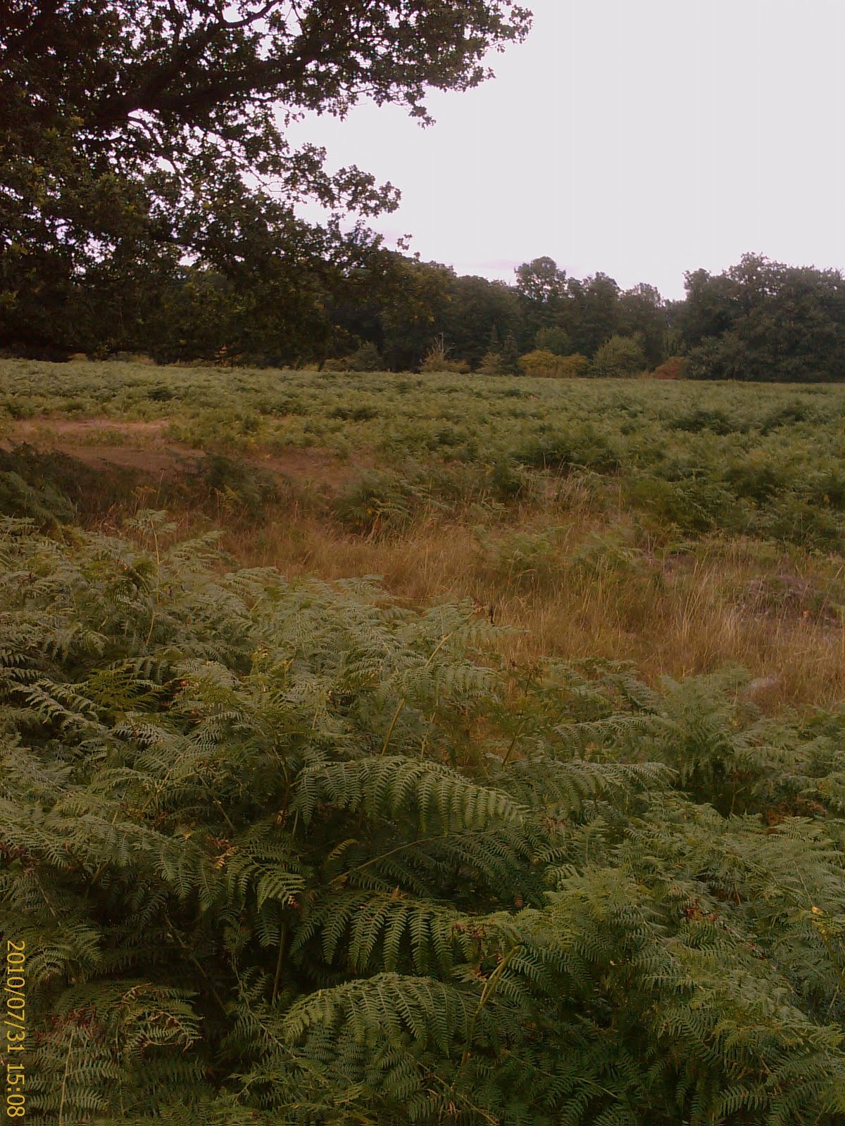Capital Nature Barnehurst Bexley And Beyond 31 7 10 Bushy