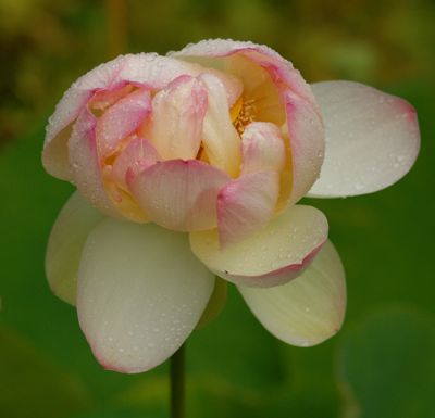 [lotus+jaune.jpg]