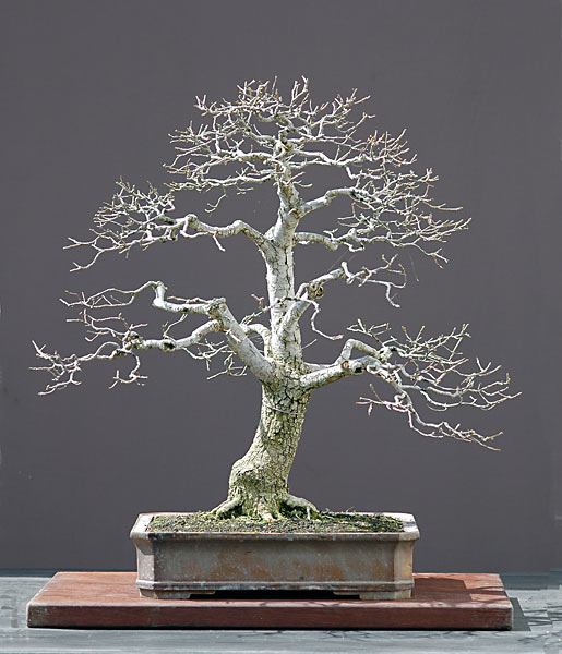 Ảnh: Cây Sồi Châu Âu (Sồi Anh, European oak, English oak, Quercus robur, Quercus pedunculata) – Walter Pall