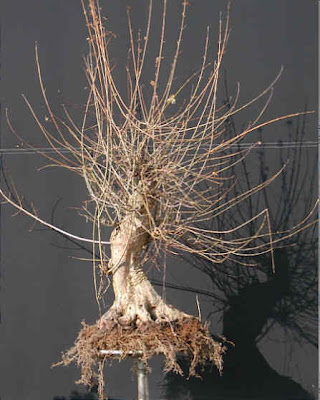 Chùm ảnh: Cây Phong Tam Giác (trident Maple Tree) Với Một Số Vấn đề Chụp Vào đêm Giao Thừa 2006 – 2007 Của Walter Pall