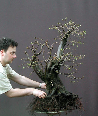 Dự án: Tạo Dáng Cây Trăn Châu Âu (european Hornbeam, Carpinus Betulus) Cỡ Lớn – Walter Pall