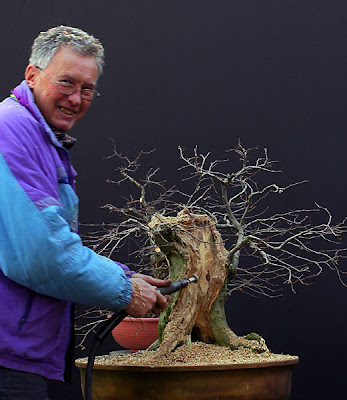 Dự án: Tạo Dáng Cây Trăn Châu Âu (european Hornbeam, Carpinus Betulus) Cỡ Lớn – Walter Pall