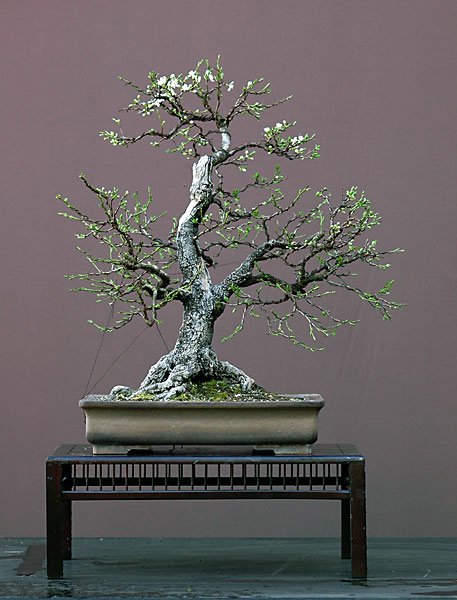Chùm ảnh: Cây Mận Anh Đào Dại (Wild cherry, Prunus cerasifera) của Walter Pall