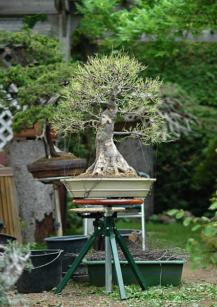 Chùm ảnh: Cây Phong Mập Mạp Cao 60cm Của Walter Pall