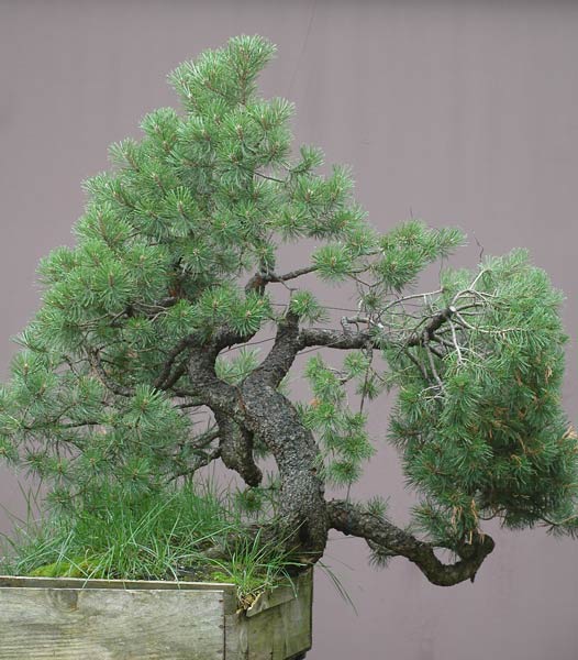 Chinh phục cây Bonsai Thông Mugo cheo leo sườn núi – Walter Pall