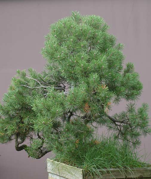 Chinh phục cây Bonsai Thông Mugo cheo leo sườn núi – Walter Pall