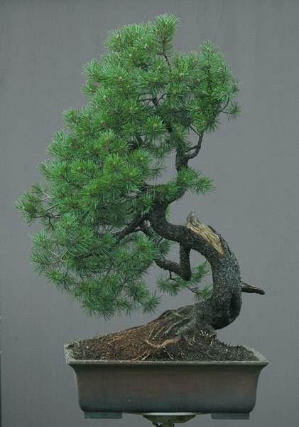 Chinh phục cây Bonsai Thông Mugo cheo leo sườn núi – Walter Pall