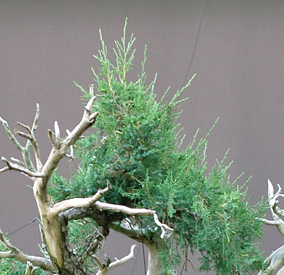 Chậu cuối cùng cho cây Bonsai Rocky Mountain Juniper, Juniperus scopulorum của Walter Pall