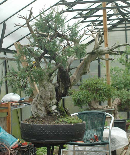 Chậu cuối cùng cho cây Bonsai Rocky Mountain Juniper, Juniperus scopulorum của Walter Pall