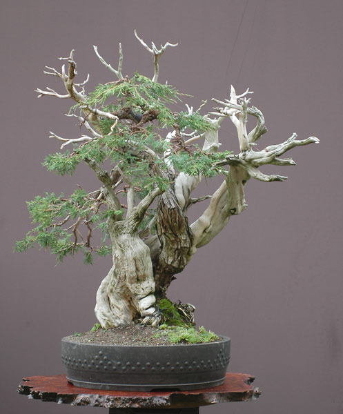 Chậu cuối cùng cho cây Bonsai Rocky Mountain Juniper, Juniperus scopulorum của Walter Pall
