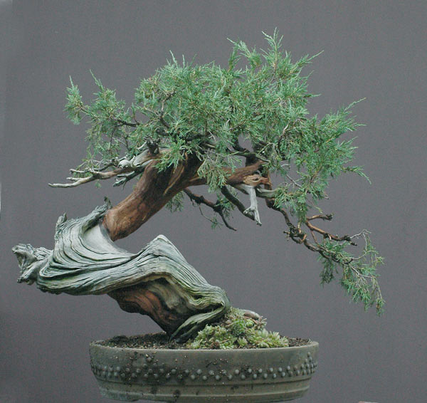 Chùm ảnh và hành trình chinh phục cây cây Bonsai Rocky Mountain Juniper, Juniperus scopulorum tao nhã của Walter Pall