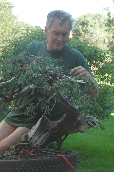 Chùm ảnh và hành trình chinh phục cây cây Bonsai Rocky Mountain Juniper, Juniperus scopulorum tao nhã của Walter Pall