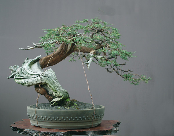 Chùm ảnh và hành trình chinh phục cây cây Bonsai Rocky Mountain Juniper, Juniperus scopulorum tao nhã của Walter Pall
