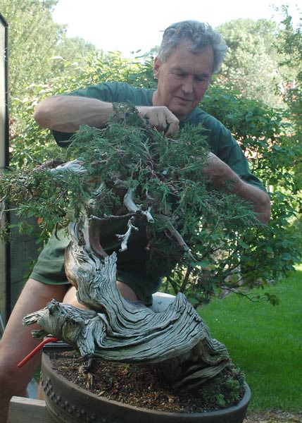 Chùm ảnh và hành trình chinh phục cây cây Bonsai Rocky Mountain Juniper, Juniperus scopulorum tao nhã của Walter Pall