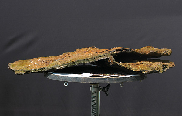 Chùm ảnh về khay đá tự nhiên để làm Bonsai – Walter Pall