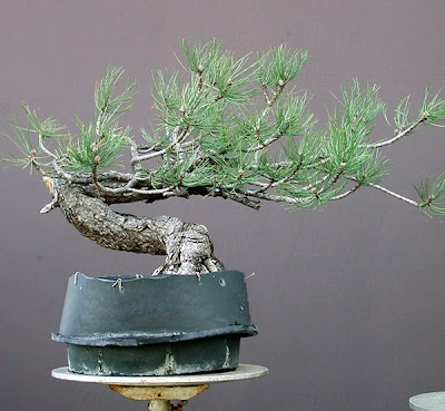 Black Pine Bonsai on Asutrian Black Pine Is Either Not Mentioned Or Considered Poor Bonsai