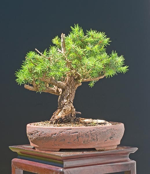 Walter Pall Bonsai Adventures Colorado blue spruce