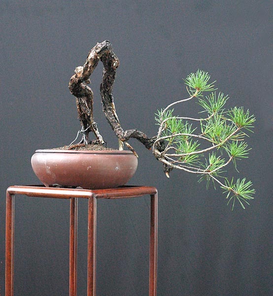 Walter Pall Bonsai Adventures lodgepole pine 1