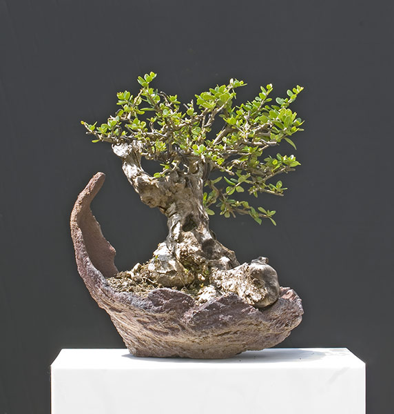 Walter Pall Bonsai Adventures small wild olive