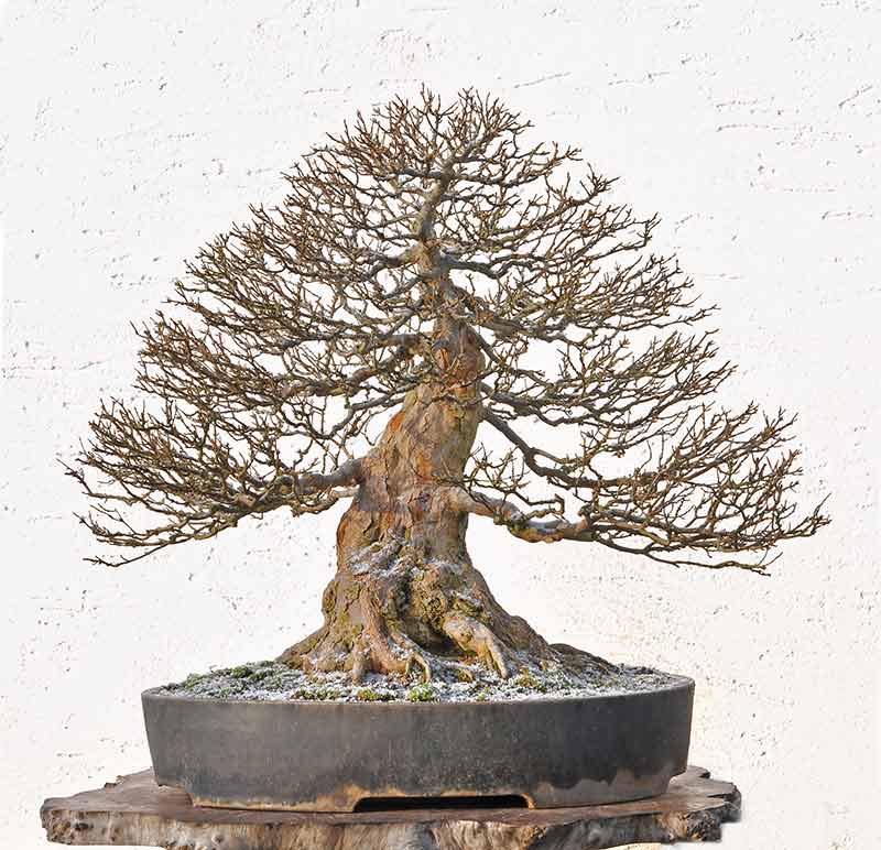 Do Bonsai Go Dormant at Roberta Collie blog
