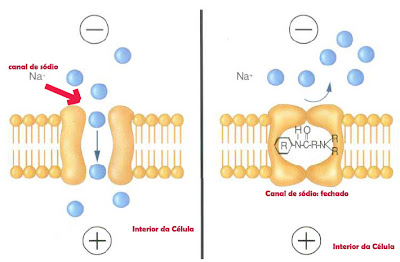 celula Como agem os anestésicos locais?